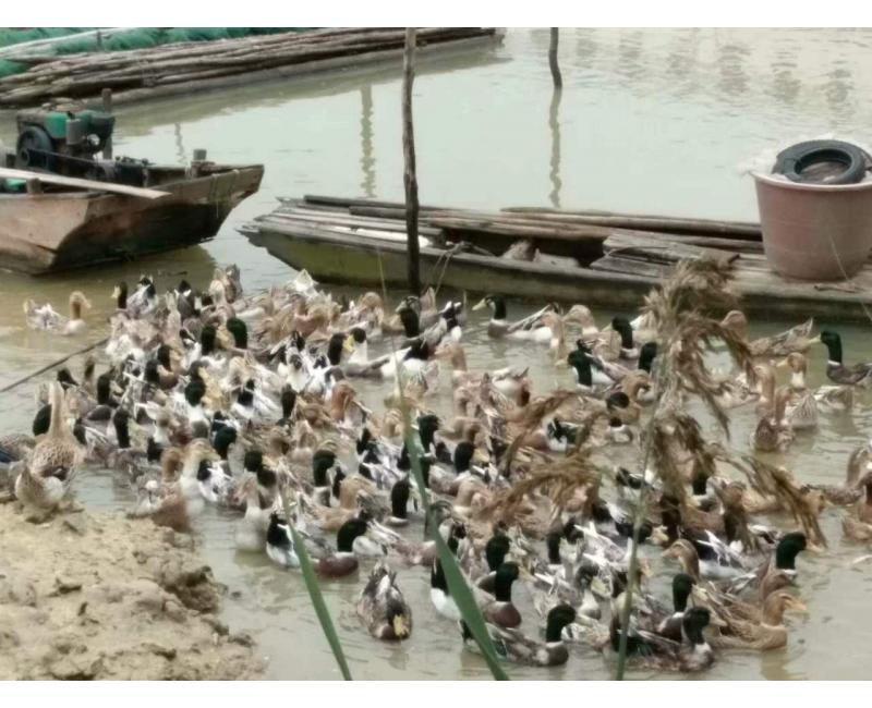 純放養(yǎng)青頭鴨、三那土雞、鳳尾菇 原生態(tài)產(chǎn)品